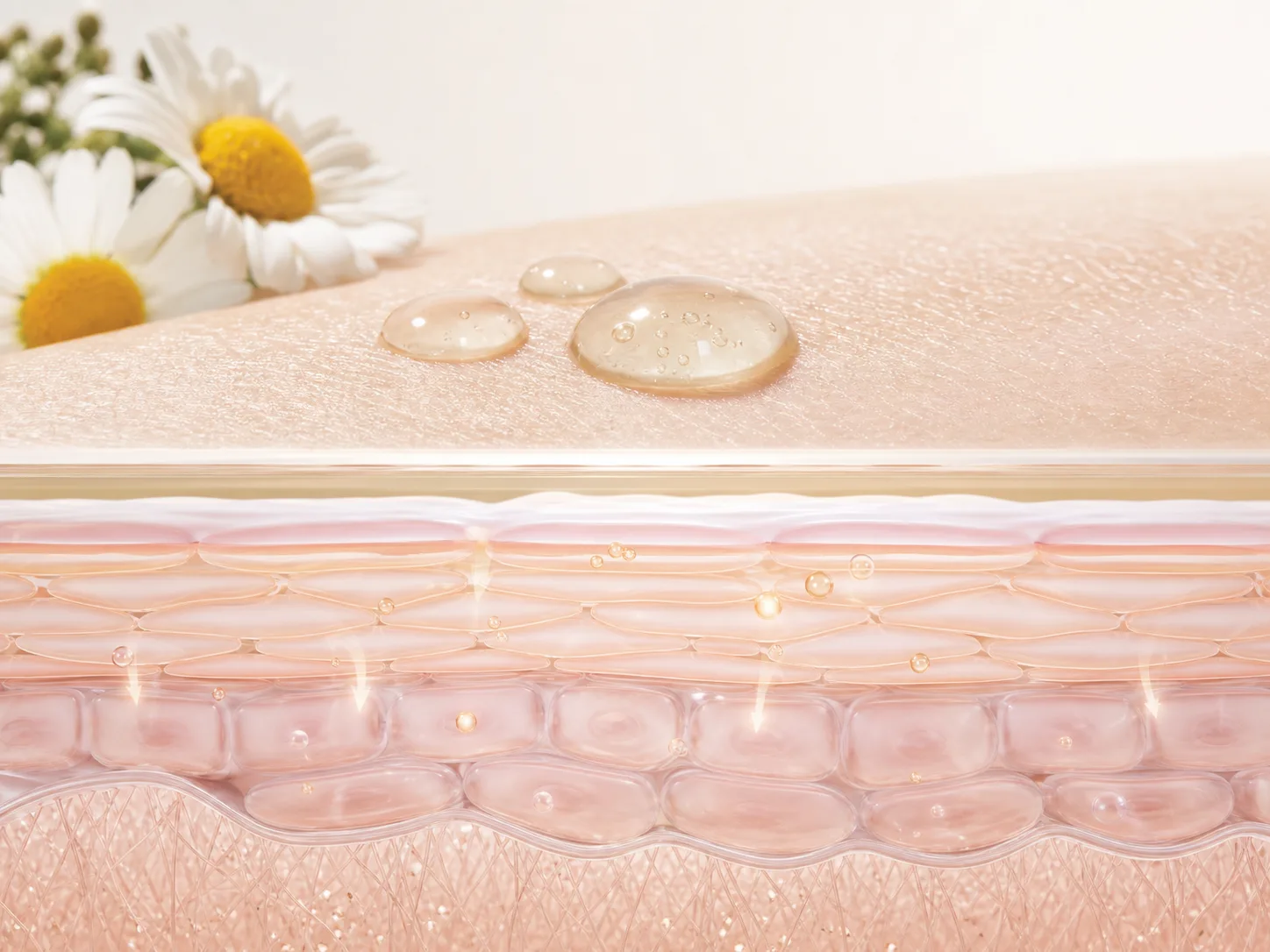 Chamomilla Recutita (Matricaria) Extract and a skin-layer absorption visual