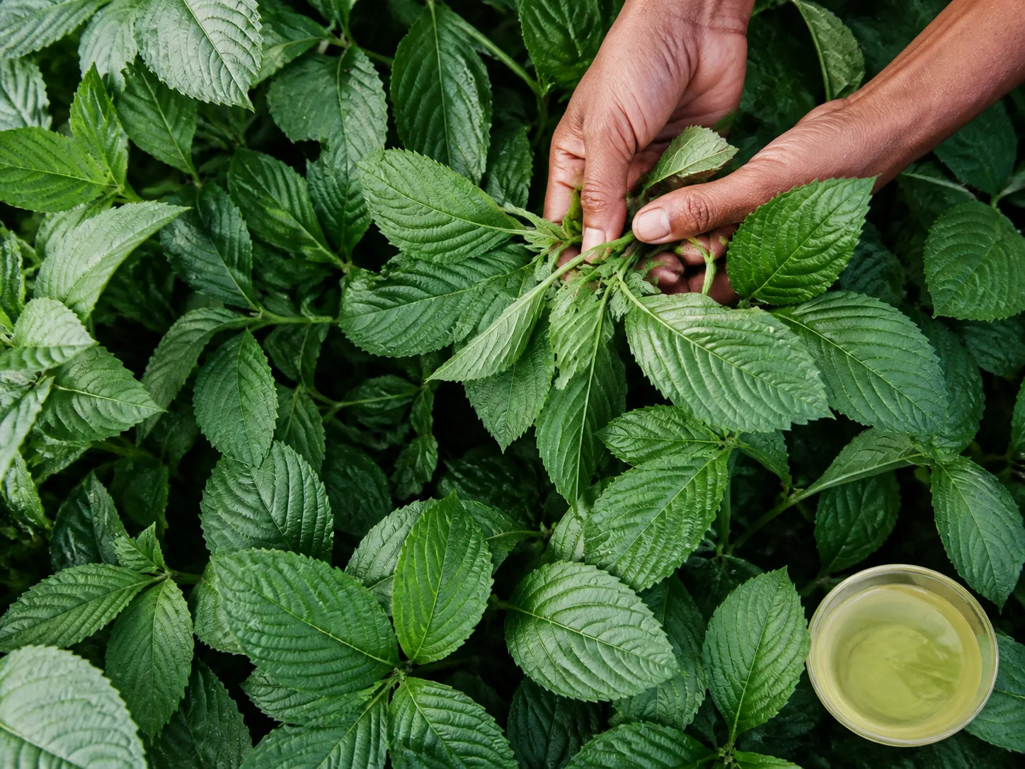 Corchorus Olitorius Leaf Extract raw cosmetic material with formulation textures