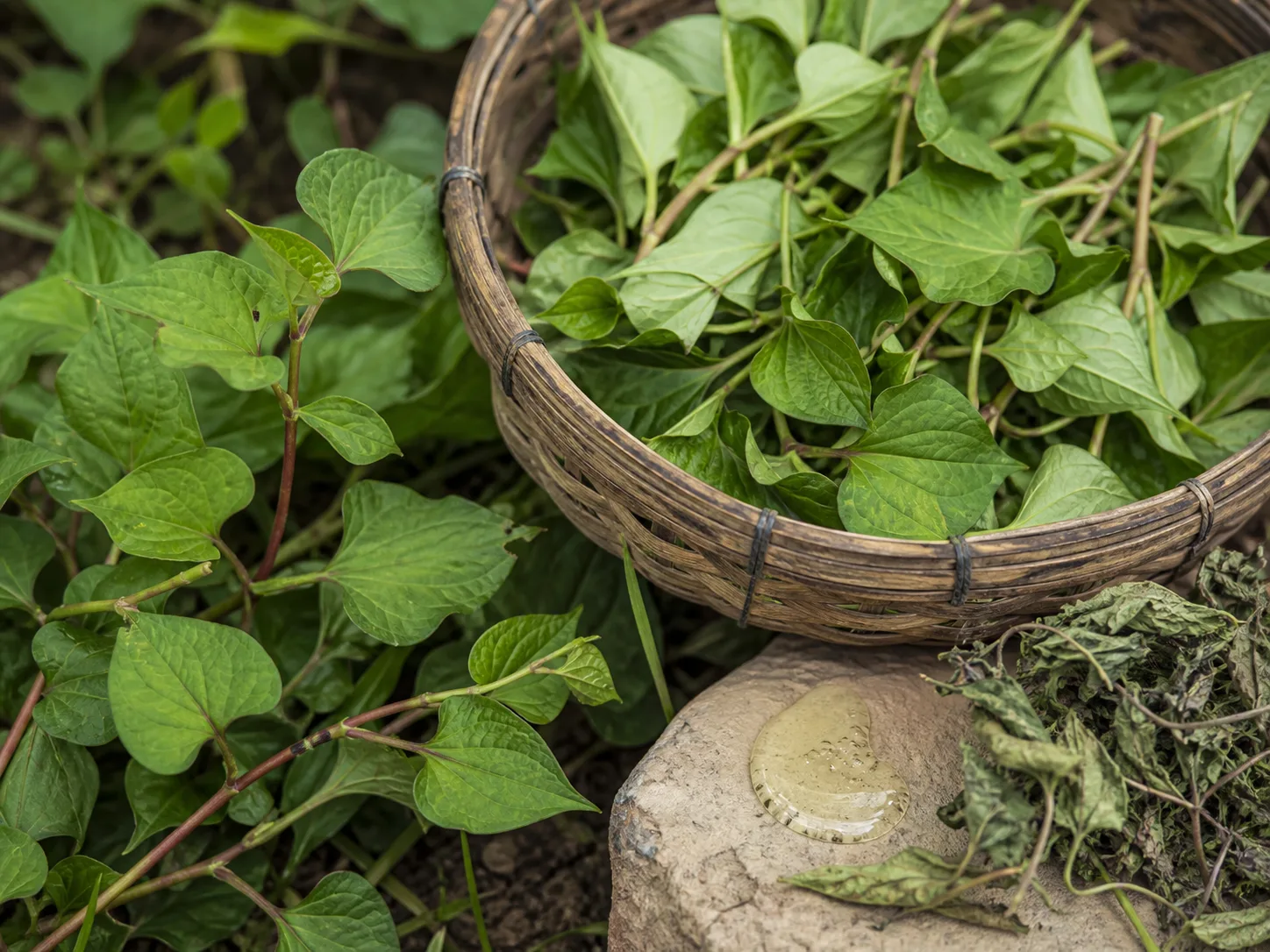 Houttuynia Cordata Extract raw cosmetic material with formulation textures