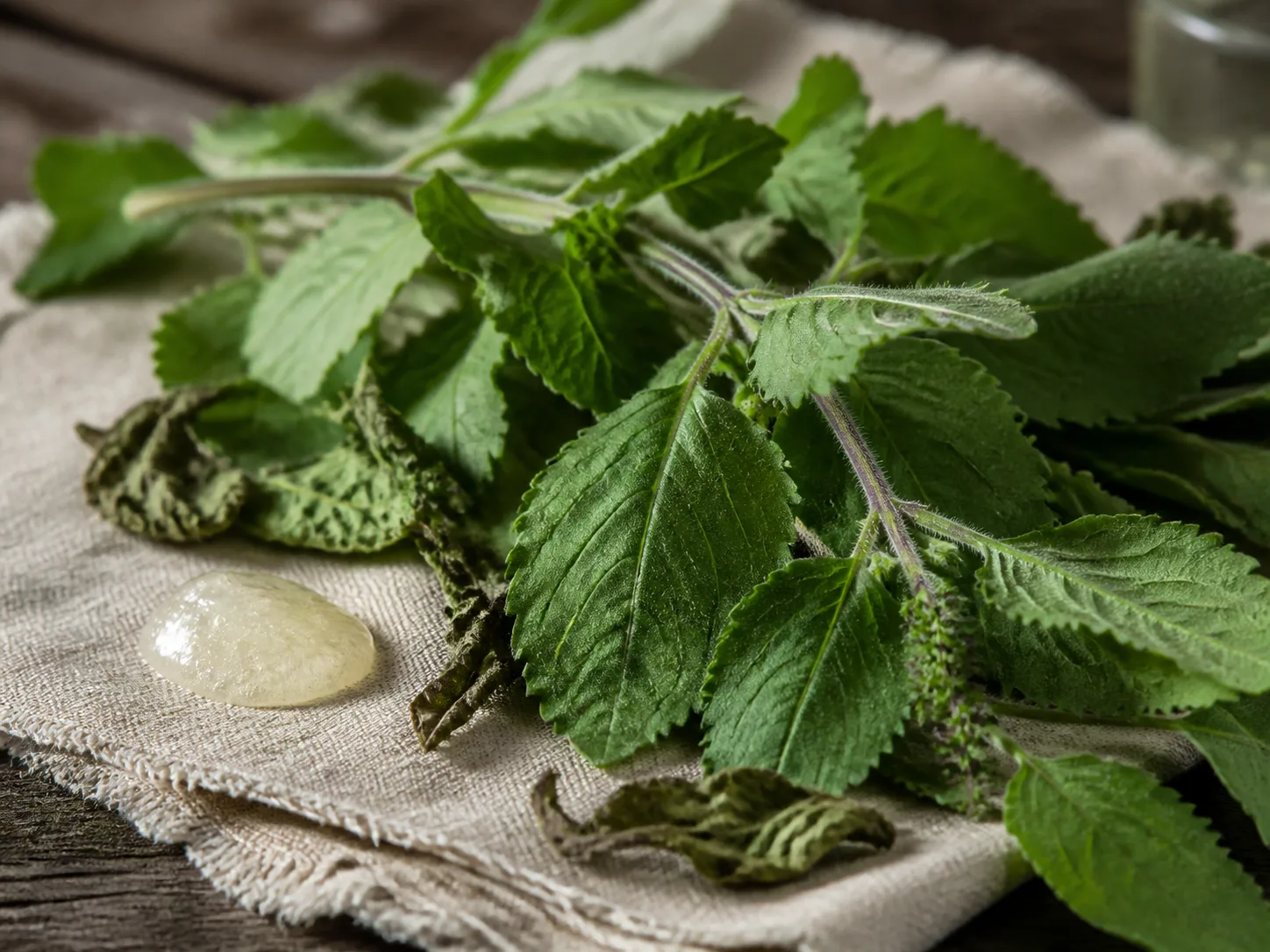 Ocimum Sanctum Leaf Extract raw cosmetic material with formulation textures