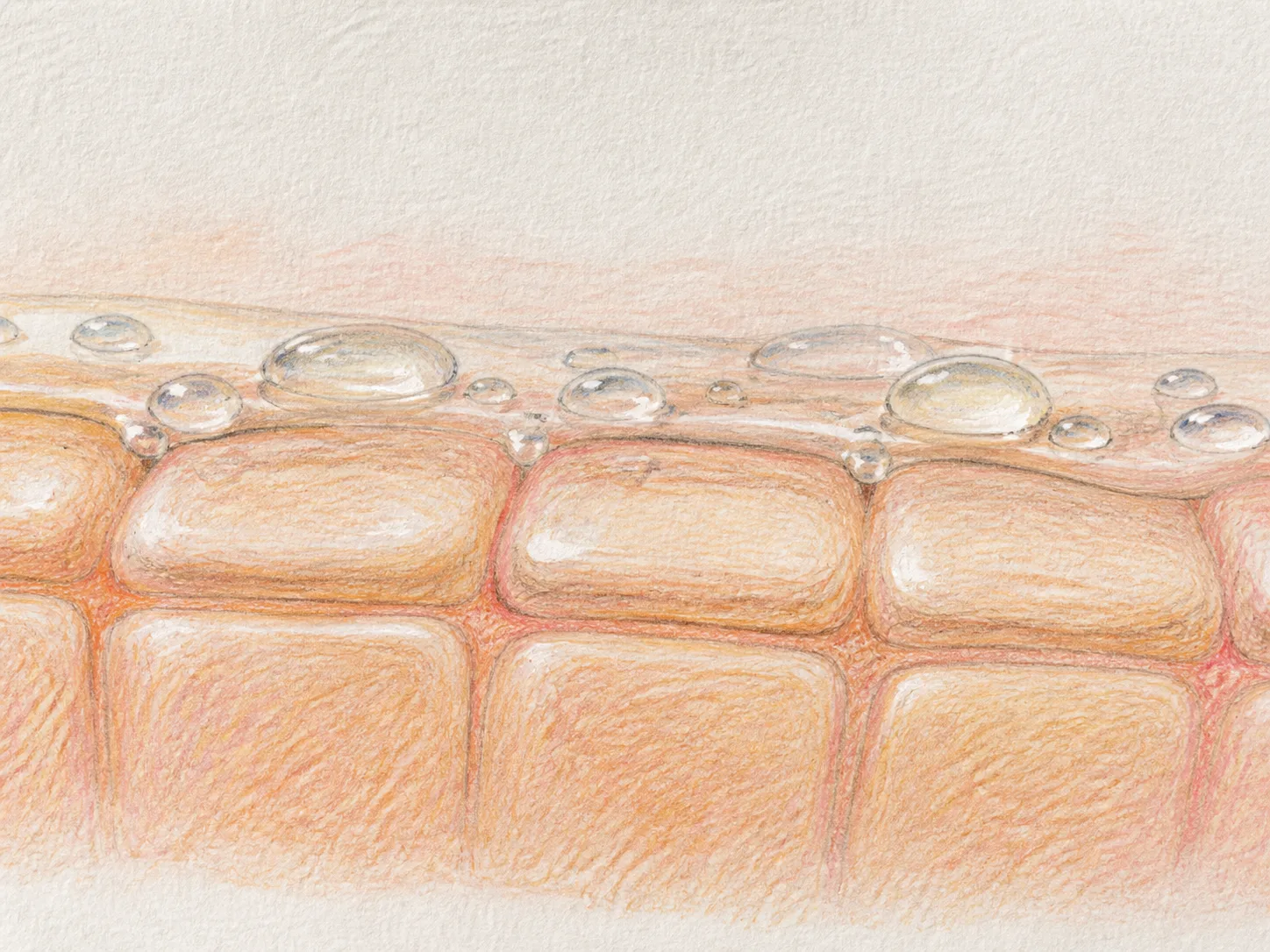 Saccharide Isomerate and a skin-layer absorption visual
