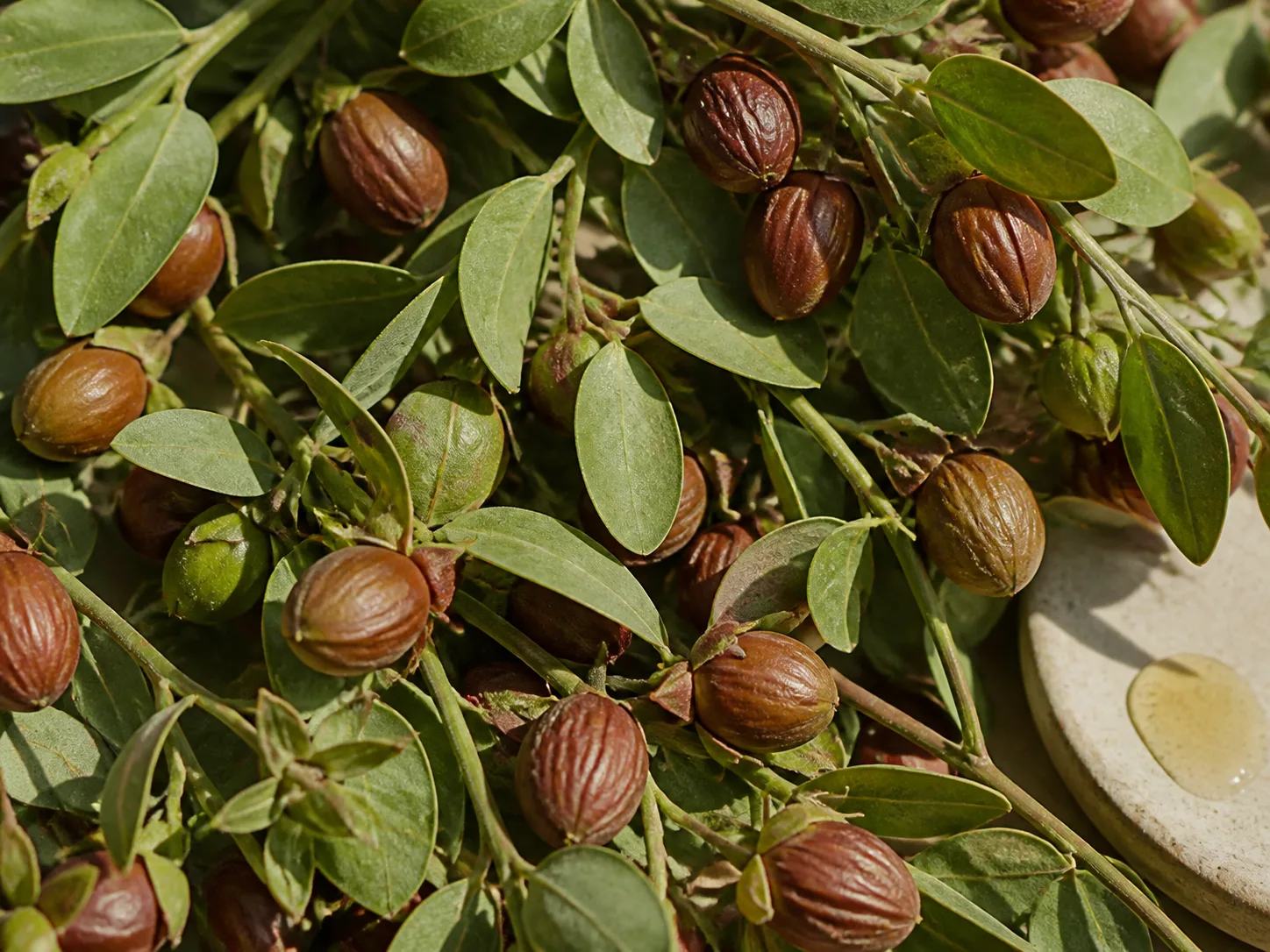Simmondsia Chinensis (Jojoba) Seed Oil raw cosmetic material with formulation textures